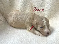 Stone AKC Moyen Poodle, a male Poodle - Standard  for sale in Charlotte, NC – 1 of 2