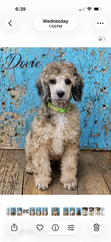 Dovie Moyen Poodle (Small Standard)  Sable Merle – Poodle - Standard  puppy for sale in Charlotte, NC