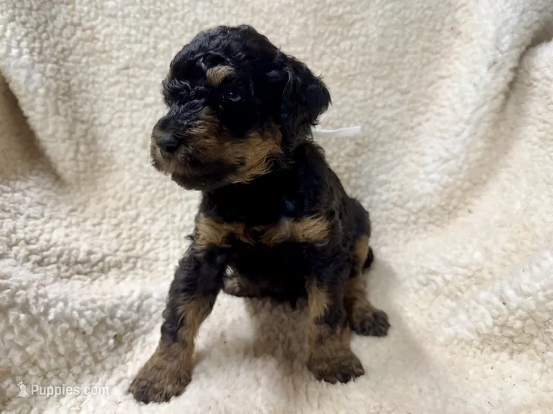 Bud  Male AKC Moyen Poodle Puppy – Poodle - Standard  puppy for sale in Charlotte, NC