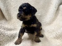 Bud  Male AKC Moyen Poodle Puppy, a male Poodle - Standard  for sale in Charlotte, NC – 1 of 2