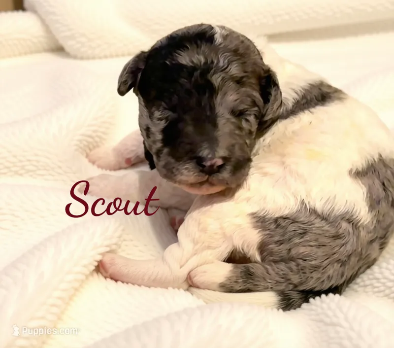 Scout – Poodle - Standard  puppy for sale in Charlotte, NC