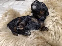 Cranberry Female Phantom Poodle, a female Poodle - Standard  for sale in Charlotte, NC – Photo 3 of 4