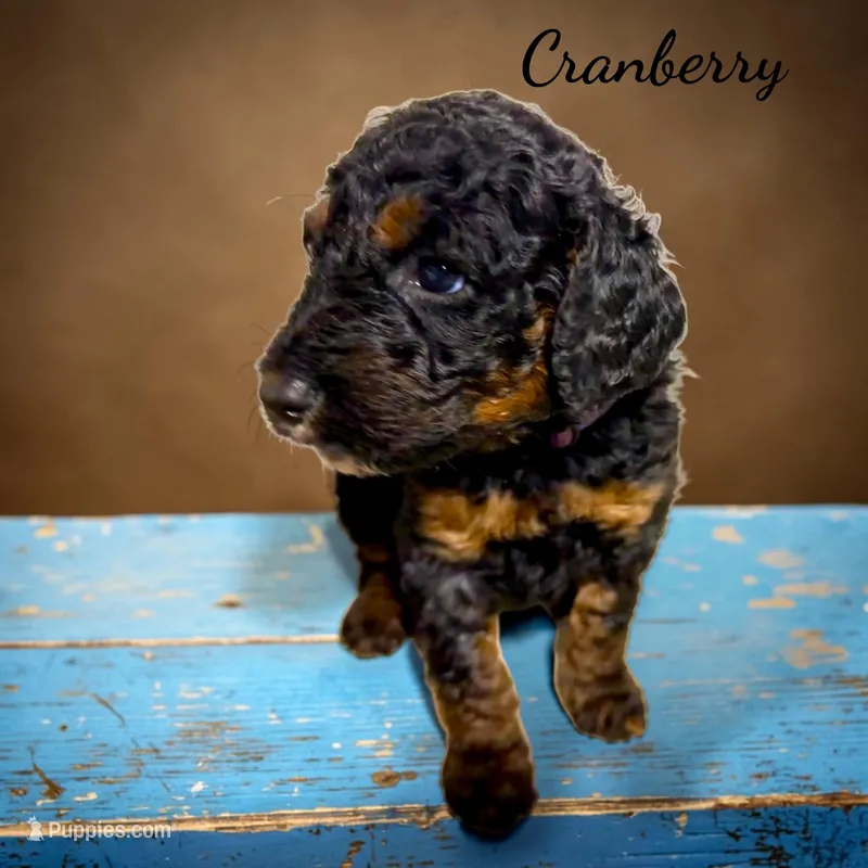 Cranberry Female Phantom Poodle – Poodle - Standard  puppy for sale in Charlotte, NC
