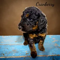 Cranberry Female Phantom Poodle, a female Poodle - Standard  for sale in Charlotte, NC – 1 of 4