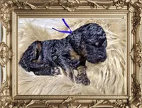 Cranberry Female Phantom Poodle, a female Poodle - Standard  for sale in Charlotte, NC – Photo 2 of 4
