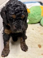 Cranberry Female Phantom Poodle, a female Poodle - Standard  for sale in Charlotte, NC – 4 of 4