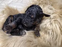 Cranberry Female Phantom Poodle, a female Poodle - Standard  for sale in Charlotte, NC – Photo 4 of 4