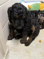 Cranberry Female Phantom Poodle, a female Poodle - Standard  for sale in Charlotte, NC – 3 of 4