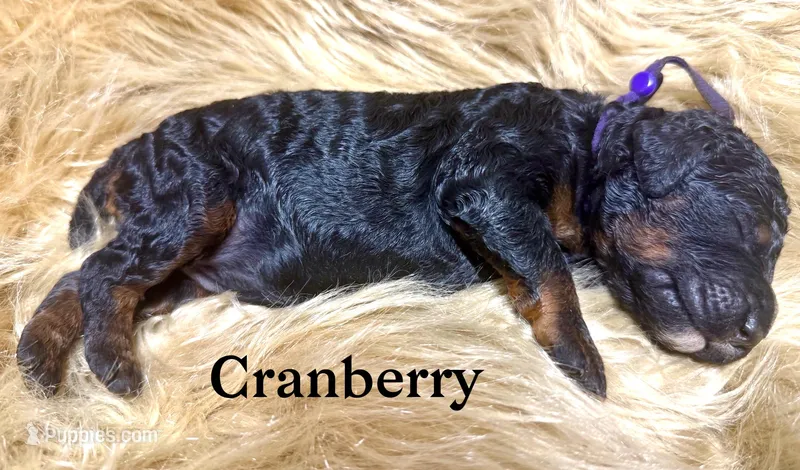 Cranberry Female Phantom Poodle – Poodle - Standard  puppy for sale in Charlotte, NC