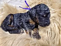 Cranberry Female Phantom Poodle, a female Poodle - Standard  for sale in Charlotte, NC – Photo 1 of 4