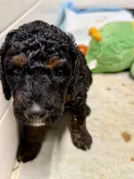 Cranberry Female Phantom Poodle, a female Poodle - Standard  for sale in Charlotte, NC – 2 of 4