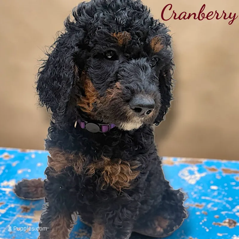 Cranberry Female Phantom Poodle – Poodle - Standard  puppy for sale in Charlotte, NC