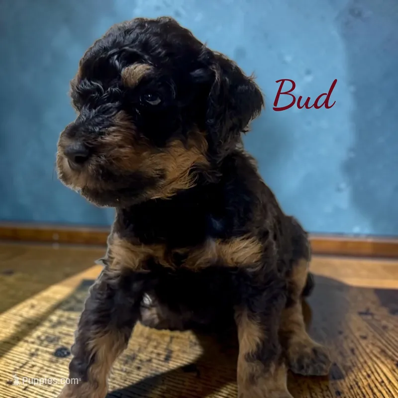 Bud  Male AKC Moyen Poodle Puppy – Poodle - Standard  puppy for sale in Charlotte, NC