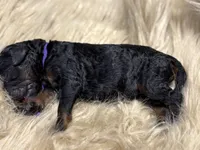 Cranberry Female Phantom Standard Poodle, a female Poodle - Standard  for sale in Charlotte, NC – Photo 3 of 3