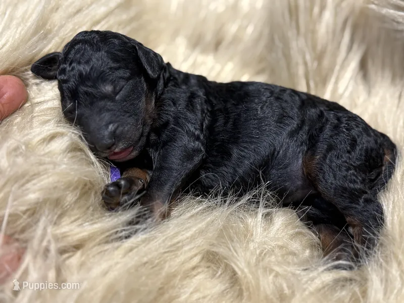 Cranberry Female Phantom Standard Poodle – Poodle - Standard  puppy for sale in Charlotte, NC