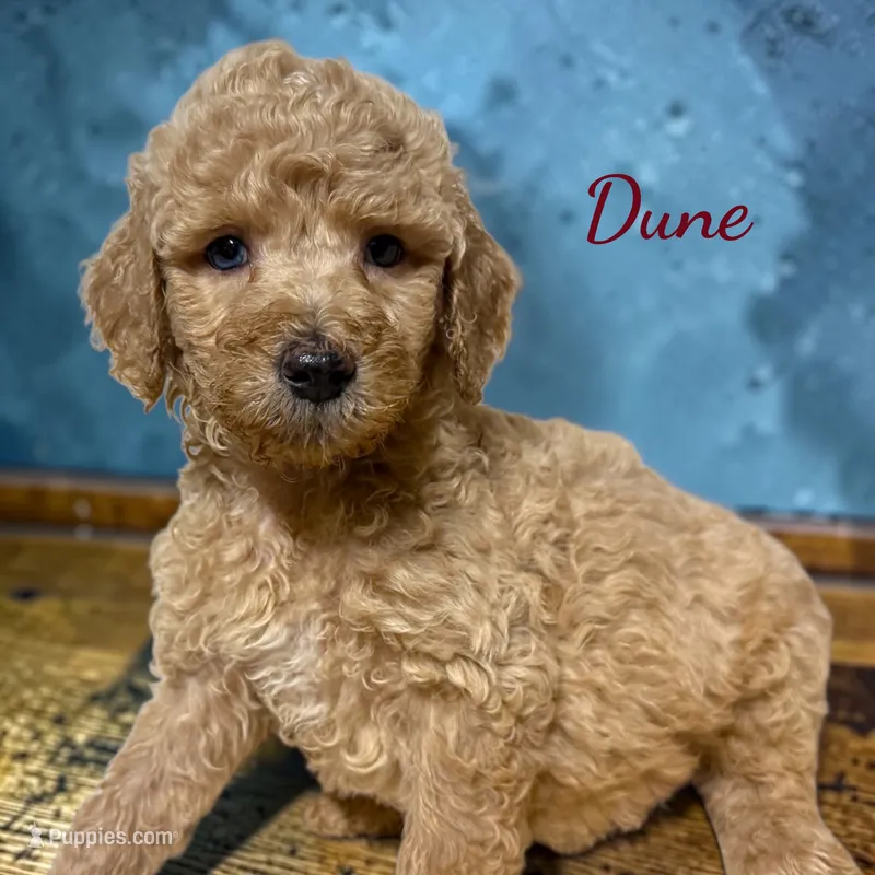 Dune Male Moyen Poodle Puppy – Poodle - Standard  puppy for sale in Charlotte, NC