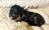 Bud  Male AKC Moyen Poodle Puppy, a male Poodle - Standard  for sale in Charlotte, NC – 2 of 2