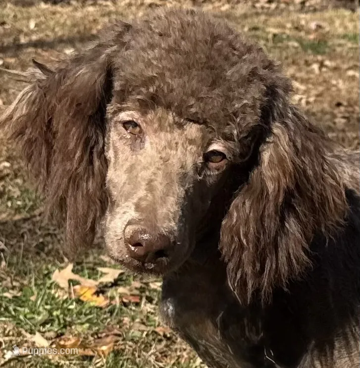 Boone Small Moyen Poodle