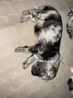 Rugar Moyen Poodle (Small Standard) Male, a male Poodle - Standard  for sale in Charlotte, NC – 5 of 7