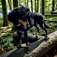 Cranberry Female Black Phantom Poodle, a female Poodle - Standard  for sale in Charlotte, NC – 7 of 7