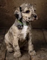 Dovie Moyen Poodle (Small Standard)  Sable Merle, a female Poodle - Standard  for sale in Charlotte, NC – 1 of 1
