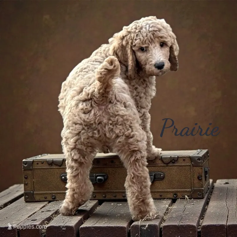 Prairie Male Standard Poodle