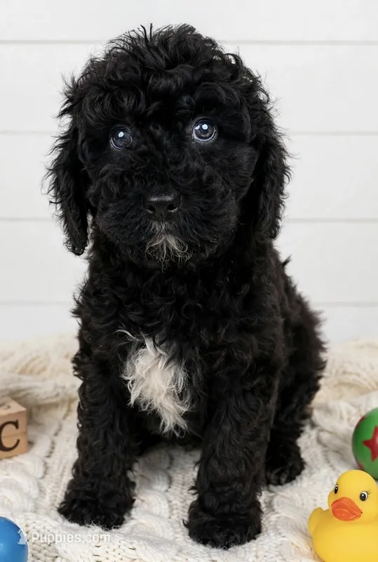Pickles Male AkC Moyen (Small Standard) – Poodle - Miniature  puppy for sale in Charlotte, NC