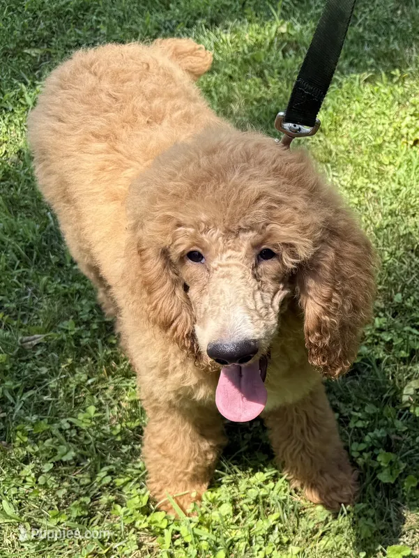 Pokeberry AKC Male Standard Poodle – Poodle - Standard  puppy for sale in Charlotte, NC