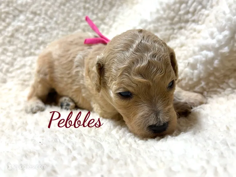 Pearl – Poodle - Standard  puppy for sale in Charlotte, NC