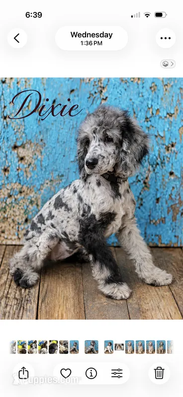 Dixie Moyen Poodle ( Small Standard) Blue Merle – Poodle - Standard  puppy for sale in Charlotte, NC