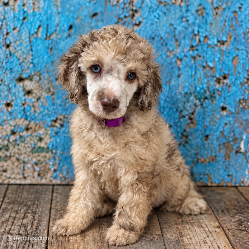 Bambi Merle Moyen (Small Standard) Female – Poodle - Standard  puppy for sale in Charlotte, NC