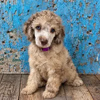 Bambi Merle Moyen (Small Standard) Female, a female Poodle - Standard  for sale in Charlotte, NC – 1 of 1