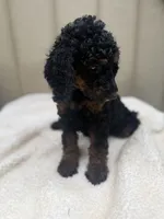 Cranberry Female Black Phantom Poodle, a female Poodle - Standard  for sale in Charlotte, NC – 3 of 7