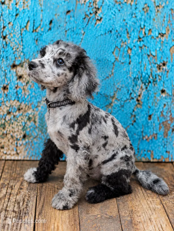 Dixie Moyen Poodle ( Small Standard) Blue Merle – Poodle - Standard  puppy for sale in Charlotte, NC