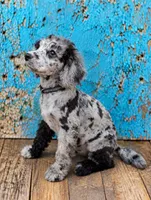 Dixie Moyen Poodle ( Small Standard) Blue Merle, a female Poodle - Standard  for sale in Charlotte, NC – 1 of 1