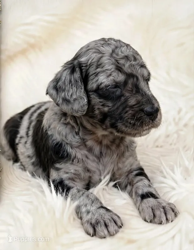 Rugar Moyen Poodle (Small Standard) Male – Poodle - Standard  puppy for sale in Charlotte, NC