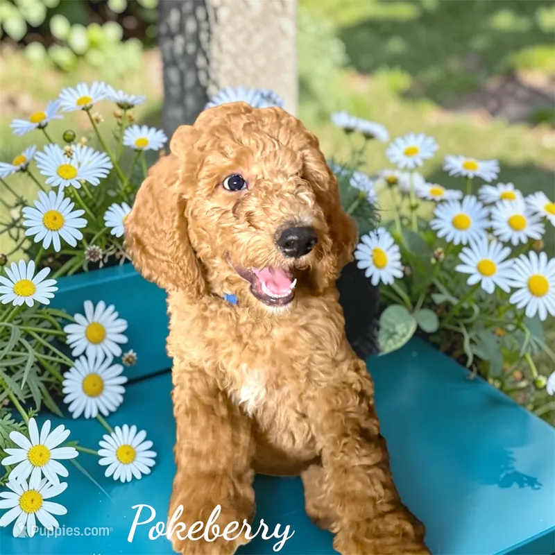 Pokeberry AKC Male Standard Poodle – Poodle - Standard  puppy for sale in Charlotte, NC