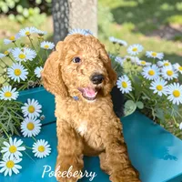 Pokeberry AKC Male Standard Poodle, a male Poodle - Standard  for sale in Charlotte, NC – 1 of 1