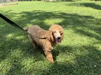 Pokeberry AKC Male Standard Poodle, a male Poodle - Standard  for sale in Charlotte, NC – 5 of 9