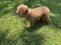 Pokeberry AKC Male Standard Poodle, a male Poodle - Standard  for sale in Charlotte, NC – 7 of 9