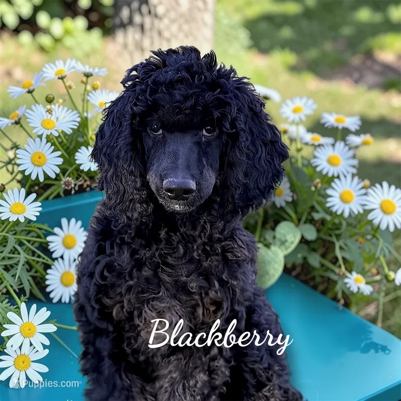 Blackberry Male Standard Poodle – Poodle - Standard  puppy for sale in Charlotte, NC