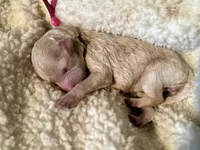 Opal, a female Poodle - Miniature  for sale in Charlotte, NC – 1 of 1