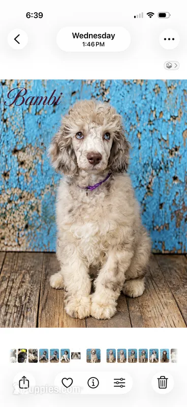 Bambi Merle Moyen (Small Standard) Female – Poodle - Standard  puppy for sale in Charlotte, NC