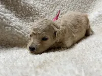 Pearl, a female Poodle - Standard  for sale in Charlotte, NC – 3 of 3