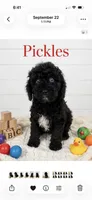 Pickles Male AkC Moyen (Small Standard), a male Poodle - Miniature  for sale in Charlotte, NC – 1 of 1