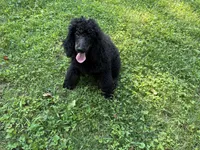 Blackberry Male Standard Poodle, a male Poodle - Standard  for sale in Charlotte, NC – 3 of 10