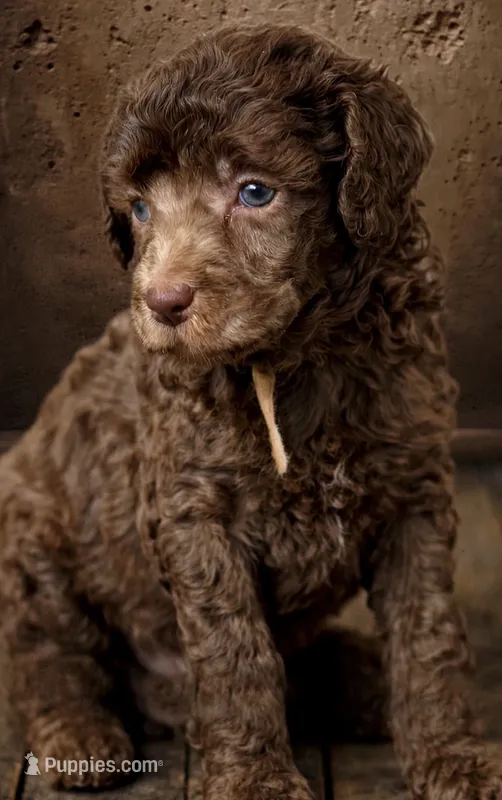 Baby Rabbit Moyen Poodle (Small Standard) – Poodle - Standard  puppy for sale in Charlotte, NC