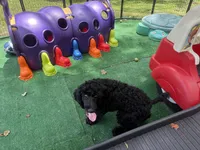 Blackberry Male Standard Poodle, a male Poodle - Standard  for sale in Charlotte, NC – 4 of 5