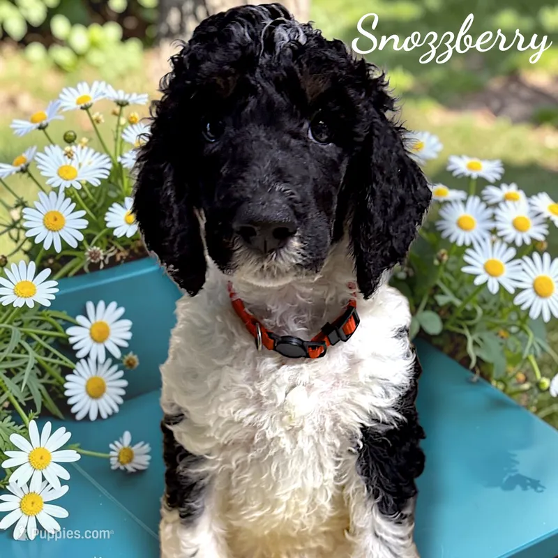 Snozzberry AKC Male Tri Parti Standard Poodle – Poodle - Standard  puppy for sale in Charlotte, NC