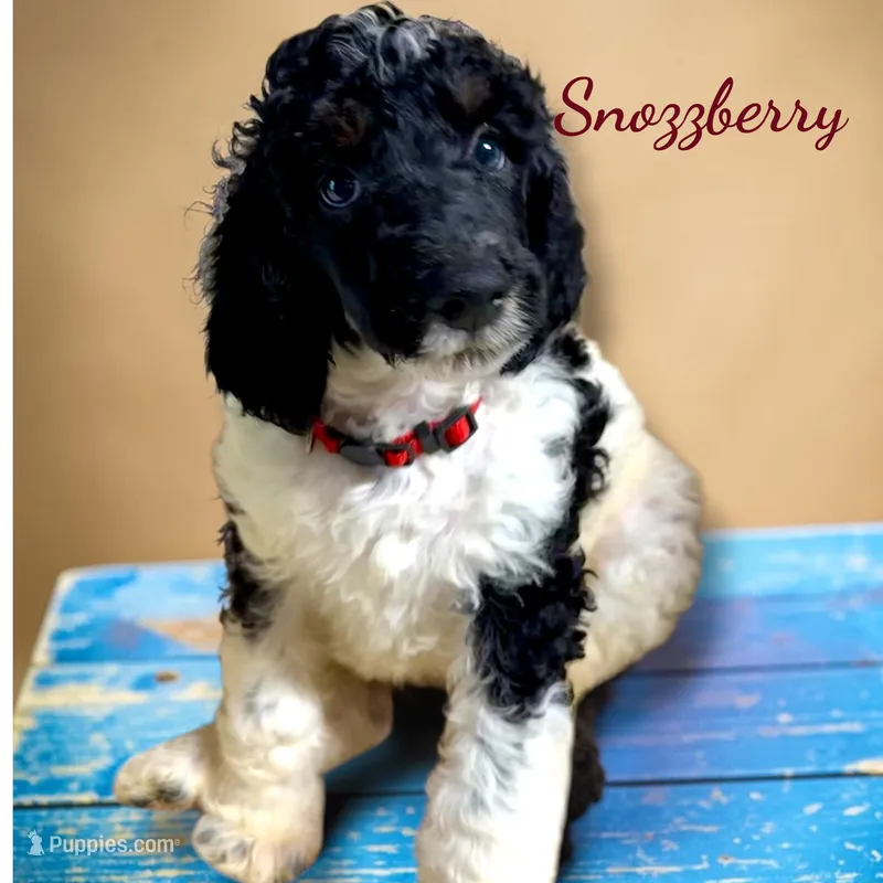 Snozzberry AKC Male Tri Parti Standard Poodle – Poodle - Standard  puppy for sale in Charlotte, NC
